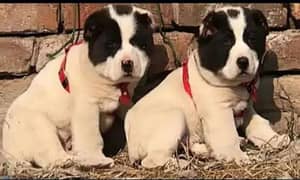 Alabai dog | King Alabai pair | security dog for sale | Alabai Breed