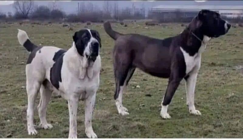 Alabai dog | King Alabai pair | security dog for sale | Alabai Breed 2