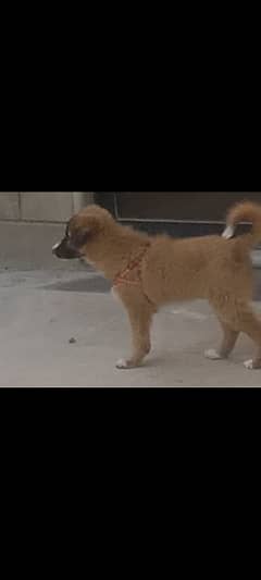 Afghan kuchi puppy