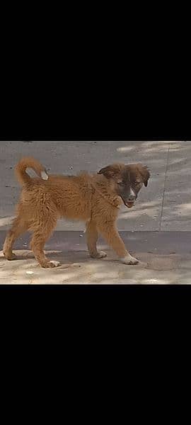 Afghan kuchi puppy 1