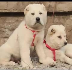 Alabai dog | King Alabai pair | security dog for sale | Alabai Breed 0
