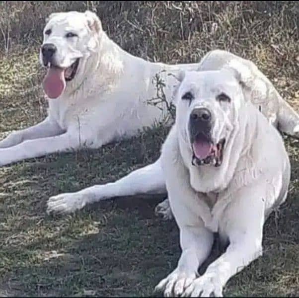 Alabai dog | King Alabai pair | security dog for sale | Alabai Breed 1