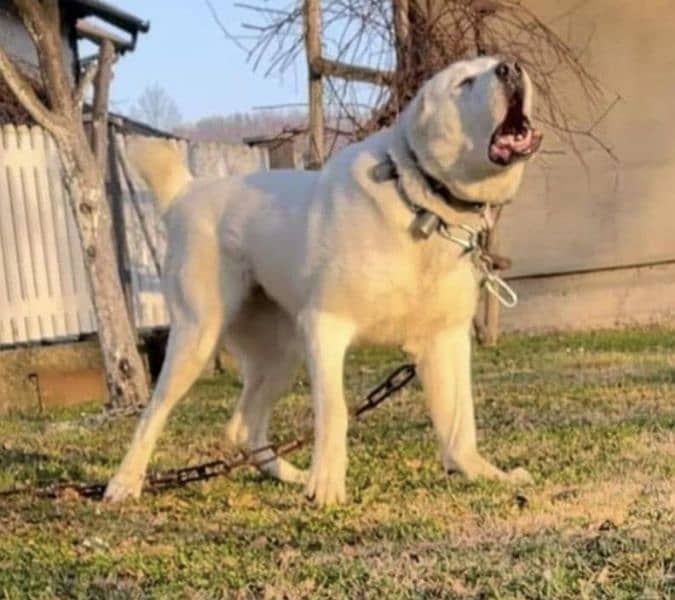 Alabai dog | King Alabai pair | security dog for sale | Alabai Breed 2