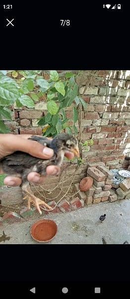 2week chicks /aseel lasani/ 7chicks/with mother hen 1