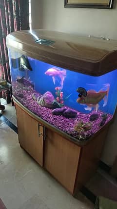 fish aquarium/aquarium/fish aquarium tank 0