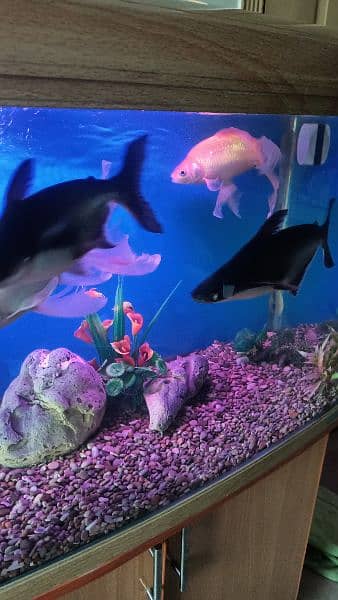 fish aquarium/aquarium/fish aquarium tank 1