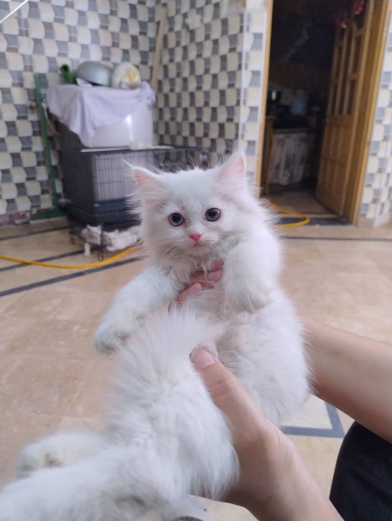 Persian cat / Kitten / Triple cort / cat for sale 16