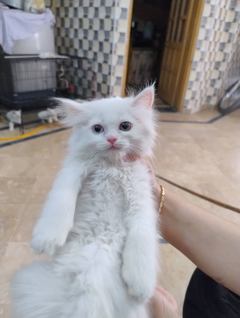 Persian cat / Kitten / Triple cort / cat for sale 17