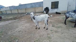bakri for sale in Islamabad