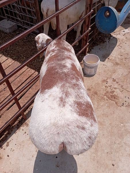 Turkey Dumba for Sale (Sheep) 8