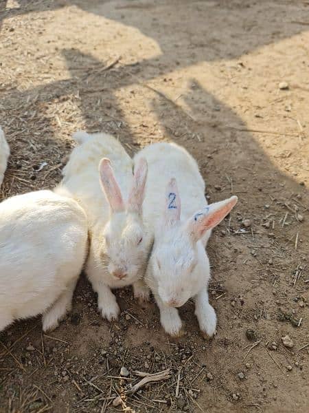white rabbit pair 2
