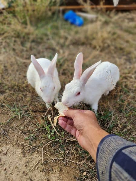 white rabbit pair 3