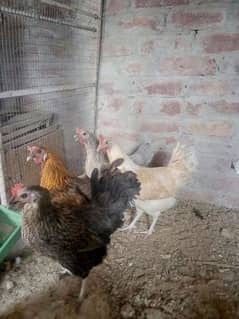 egg laying hens 0