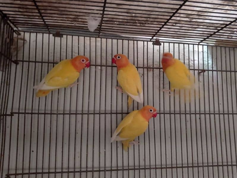 Lutino Peraonata Split Red chicks 2