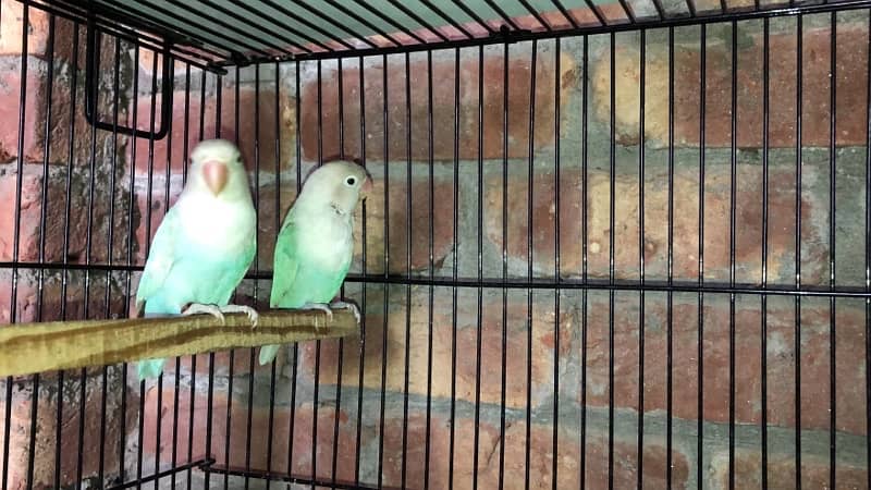 blue pastel and split ino and green fisher breeding pair for sale 1