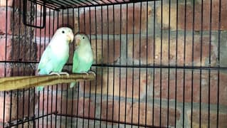blue pastel and split ino and green fisher breeding pair for sale 0
