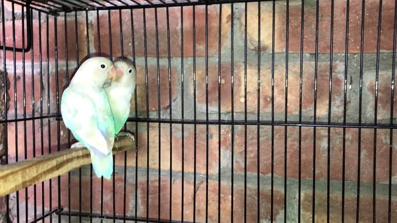 blue pastel and split ino and green fisher breeding pair for sale 2