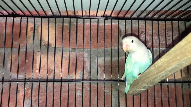 blue pastel and split ino and green fisher breeding pair for sale 9