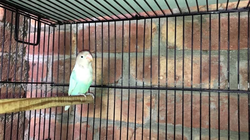 blue pastel and split ino and green fisher breeding pair for sale 10