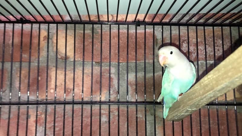 blue pastel and split ino and green fisher breeding pair for sale 11