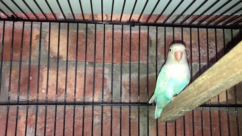 blue pastel and split ino and green fisher breeding pair for sale 12