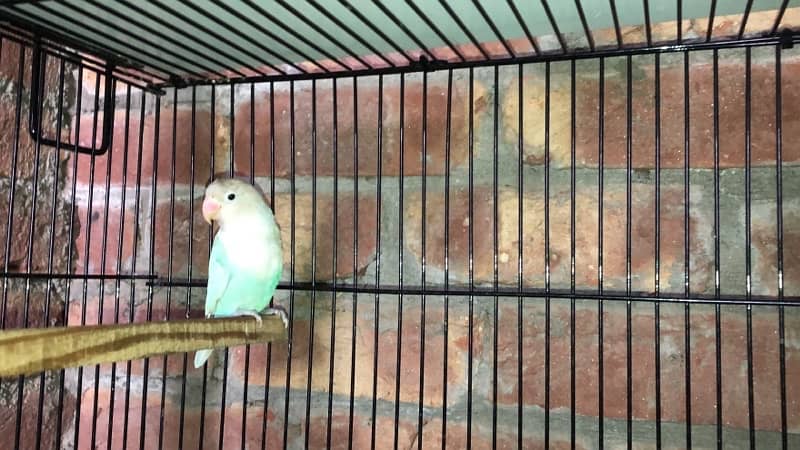 blue pastel and split ino and green fisher breeding pair for sale 13