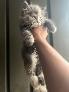 Persian kitten triple coat 0
