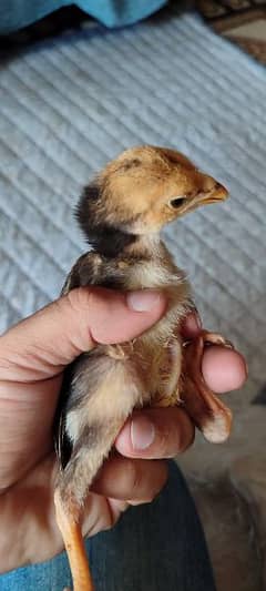 aseel Thai 6months chicks for sale and 1 months chicks for sale 0