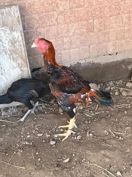 aseel Thai 6months chicks for sale and 1 months chicks for sale 1