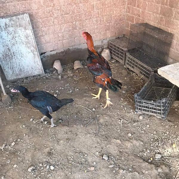 aseel Thai 6months chicks for sale and 1 months chicks for sale 5