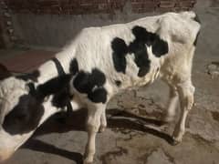 One month bady cow