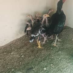 8 Aseel chicks