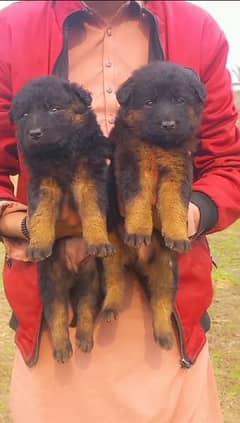 German Shepherd double coat pair Puppies For Sale 0