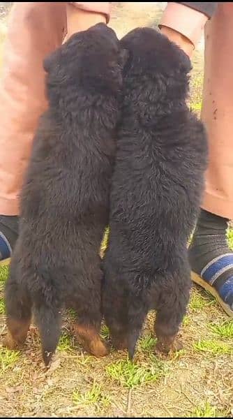 German Shepherd double coat pair Puppies For Sale 1
