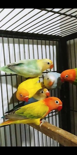 some quality love birds available 2