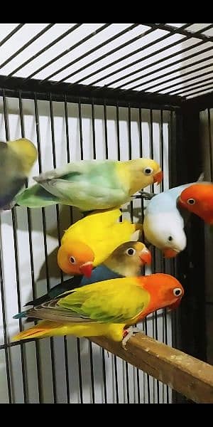 some quality love birds available 3