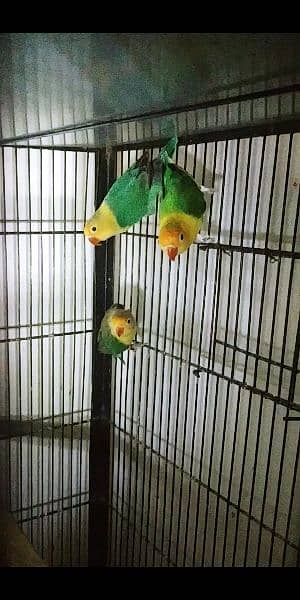 some quality love birds available 5
