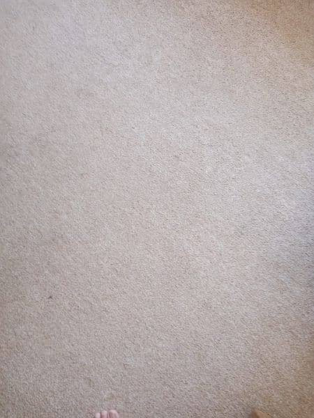 carpet beige colour 2