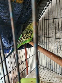 Australian breeder Birds pair for sale with small cage