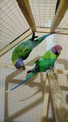 Plumhead Parrot Breaded pair