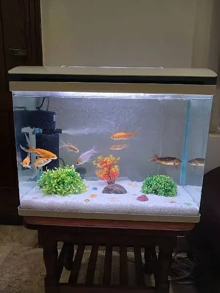 Aquarium | fish Aquarium | fish tank | Imported Chinese Aquarium 0