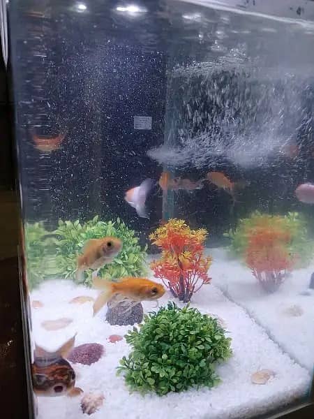 Aquarium | fish Aquarium | fish tank | Imported Chinese Aquarium 2