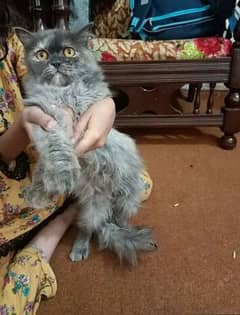 Persian cat for urgent sale 0