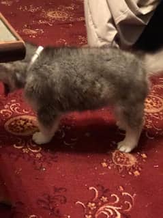 Husky 1 month