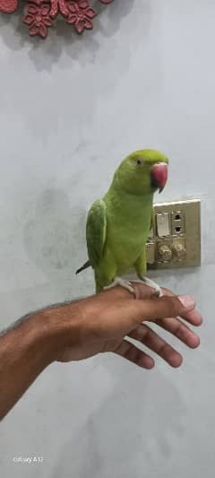 parrot talking parrot 0