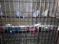 Doves for salea
