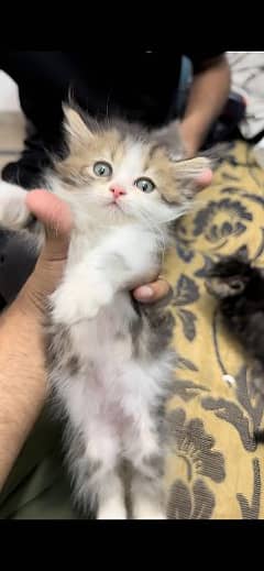 Cute kitten for sale 0