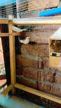 common Banglise finches for sale 0