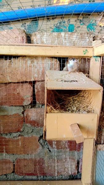 common Banglise finches for sale 2