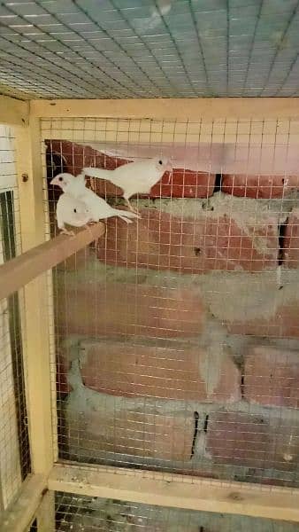 common Banglise finches for sale 3